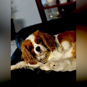 Meet your Posher, Bea